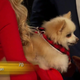 Image for article titled Watching the Virgin Sacrifice of Colton Underwood (the New Season of The Bachelor)